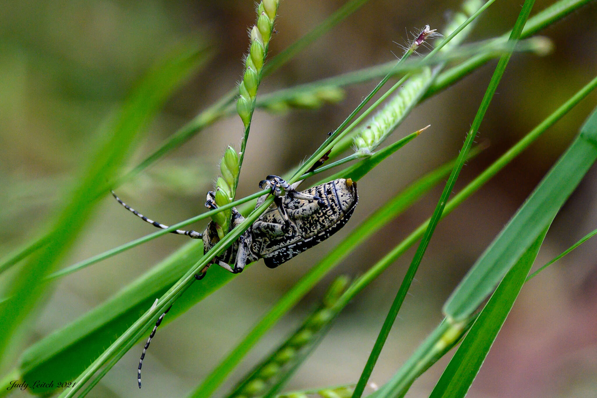 Image of Rhytiphora solida (Pascoe 1863)