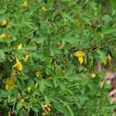 Image of Cytisus emeriflorus Rchb.