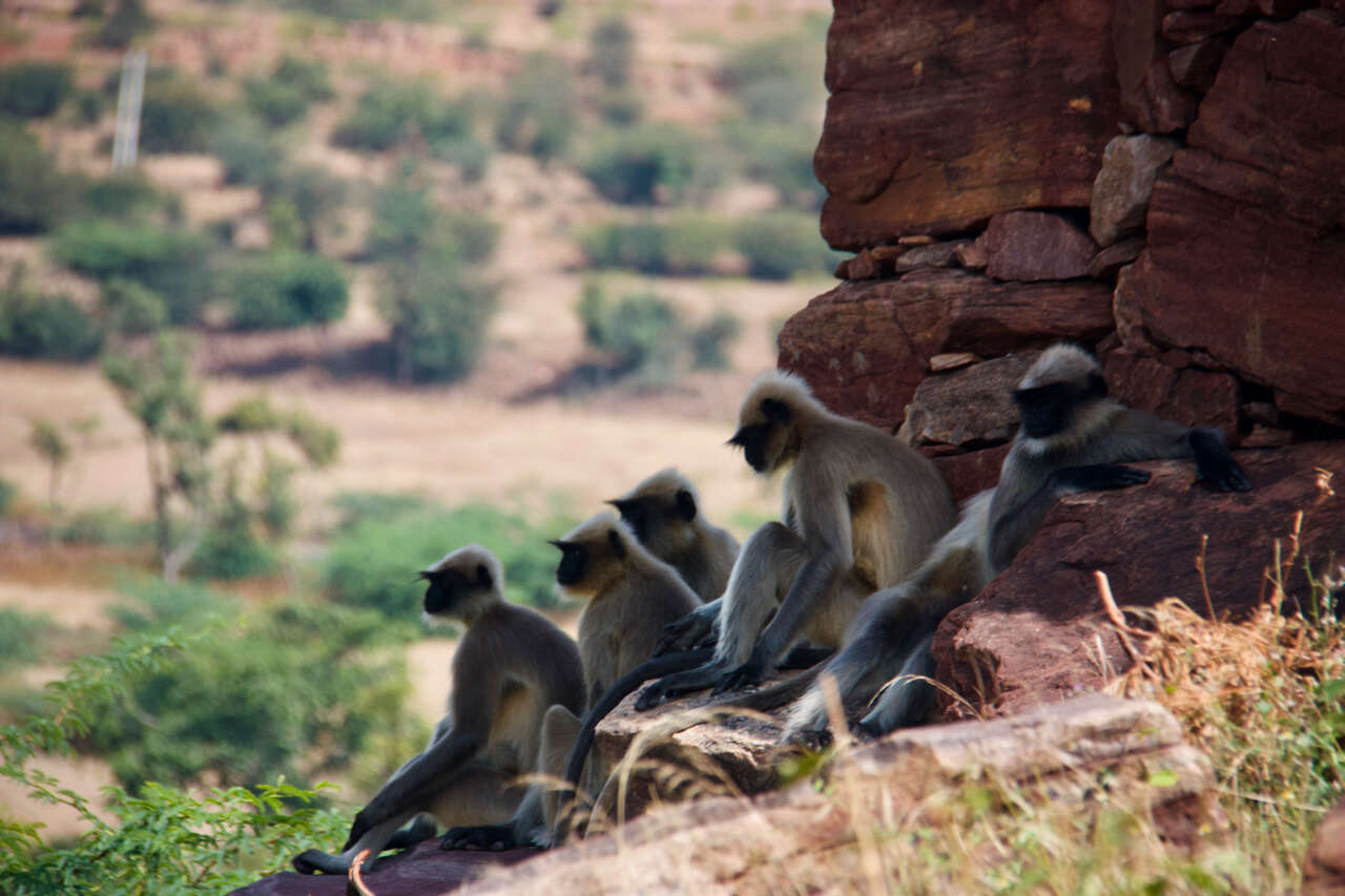 Image of Dussumier's Malabar Langur