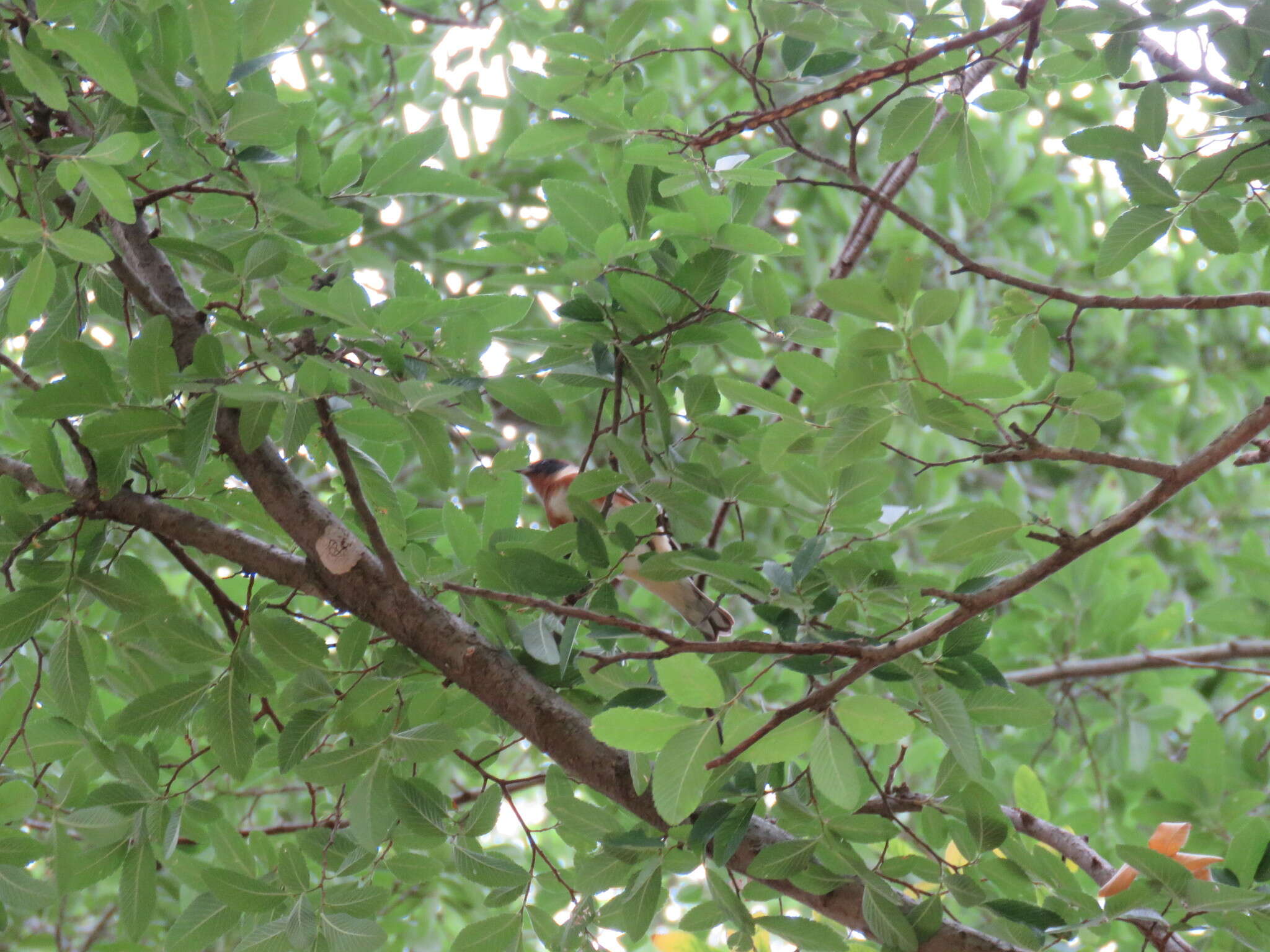 Image of Bay-breasted Warbler