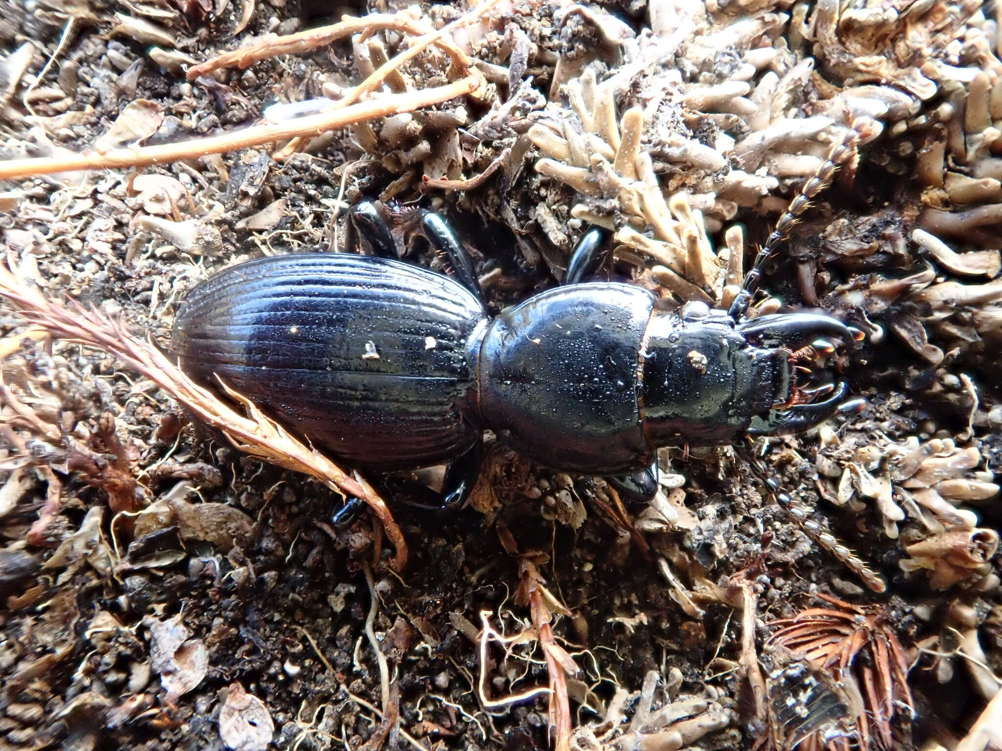 Image of Mecodema fulgidum Broun 1881