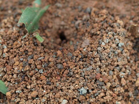 Image of Leaf-cutter ant