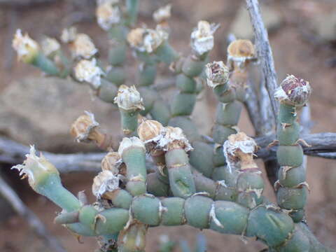 Image of Mesembryanthemum articulatum Thunb.