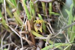 Image de Masdevallia bonplandii Rchb. fil.