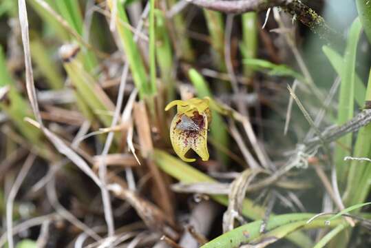 Image of Masdevallia bonplandii Rchb. fil.