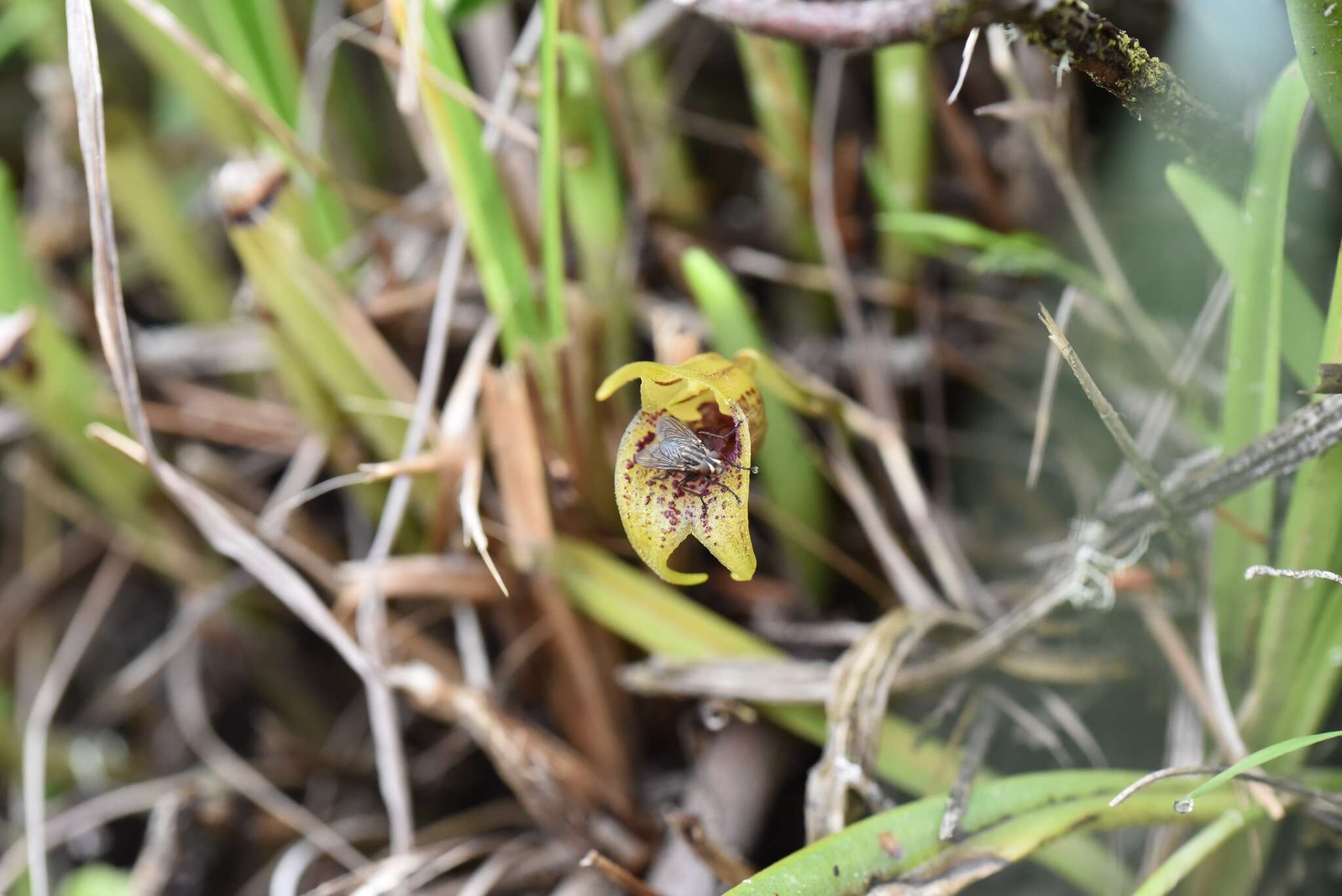 Image de Masdevallia bonplandii Rchb. fil.