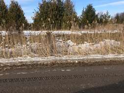 Image of Phragmites australis subsp. australis