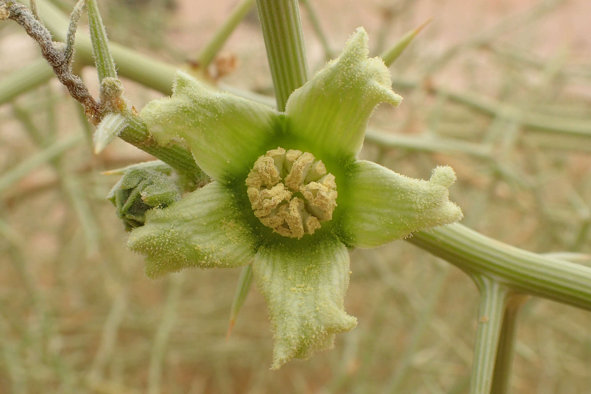 Image de Acanthosicyos horridus Welw.