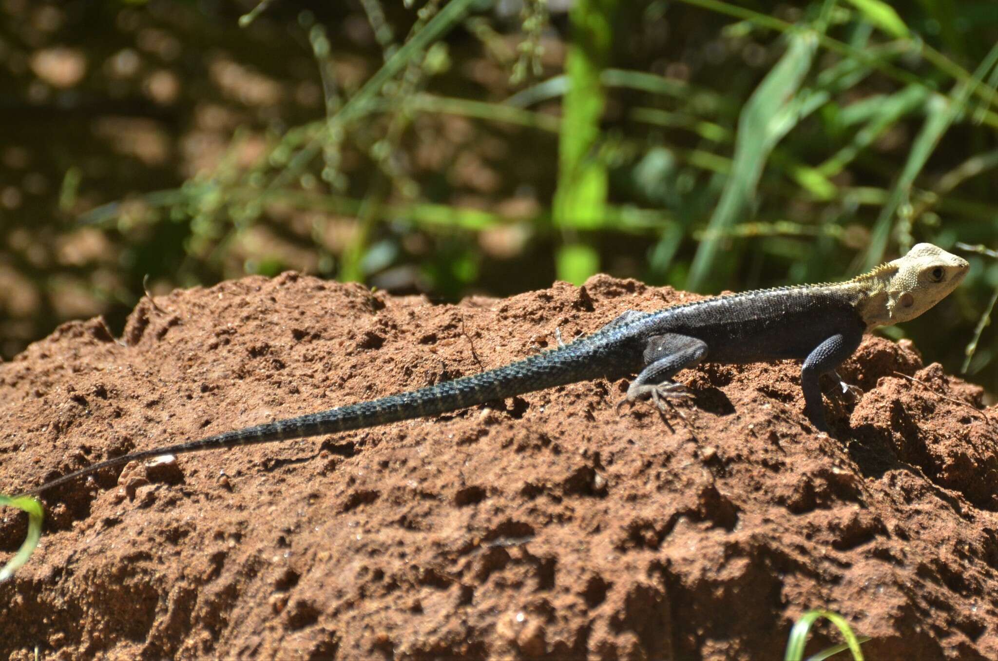 Image of Kirk's Rock Agama