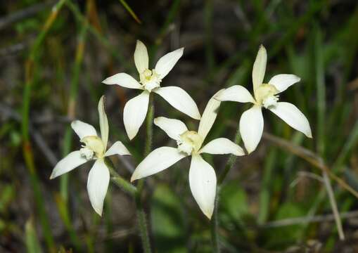 Image of Caladenia marginata Lindl.