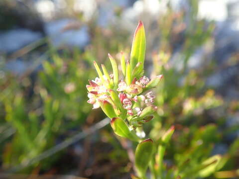 Plancia ëd Centella rupestris (Eckl. & Zeyh.) Adamson