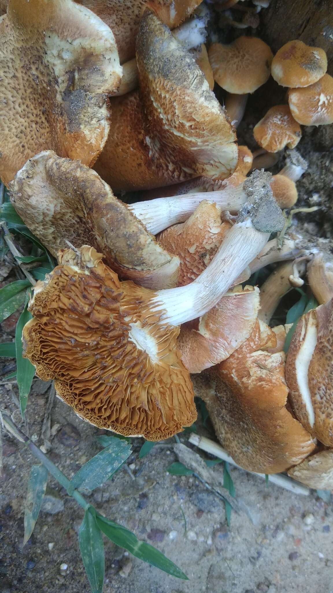 Image of Gymnopilus dilepis (Berk. & Broome) Singer 1951