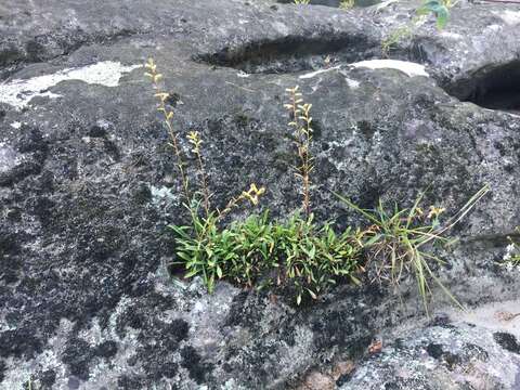 Imagem de Solidago simplex var. racemosa (E. Greene) G. S. Ringius