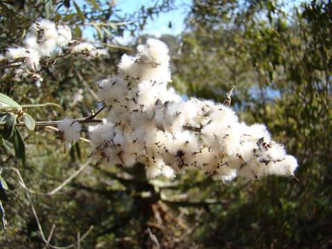 صورة Tarchonanthus littoralis