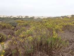 Image of dune ragwort