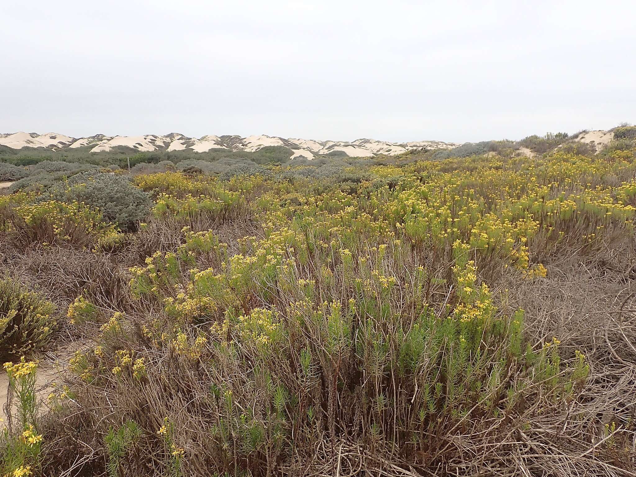 Image of dune ragwort