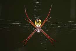 Image of Argiope mangal Koh 1991