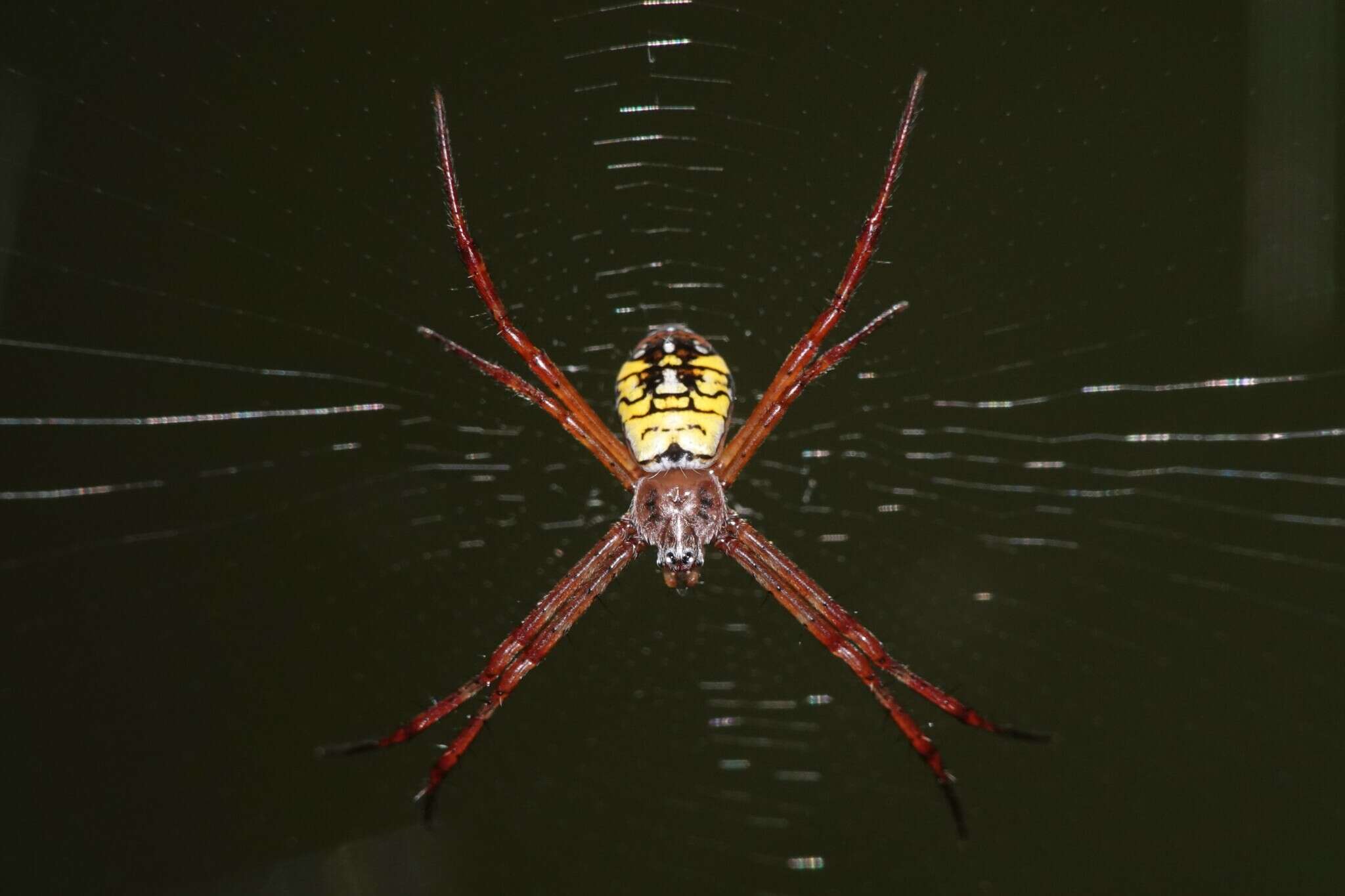 Image of Argiope mangal Koh 1991