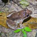 Imagem de Leptodactylus nesiotus Heyer 1994