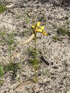 Plancia ëd Diuris laxiflora Lindl.