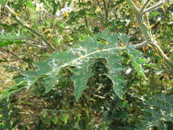 Image of sticky nightshade