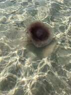 Image of larson's jellyfish