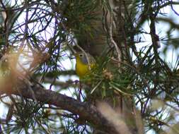 Leiothlypis ruficapilla ruficapilla (Wilson & A 1811) resmi