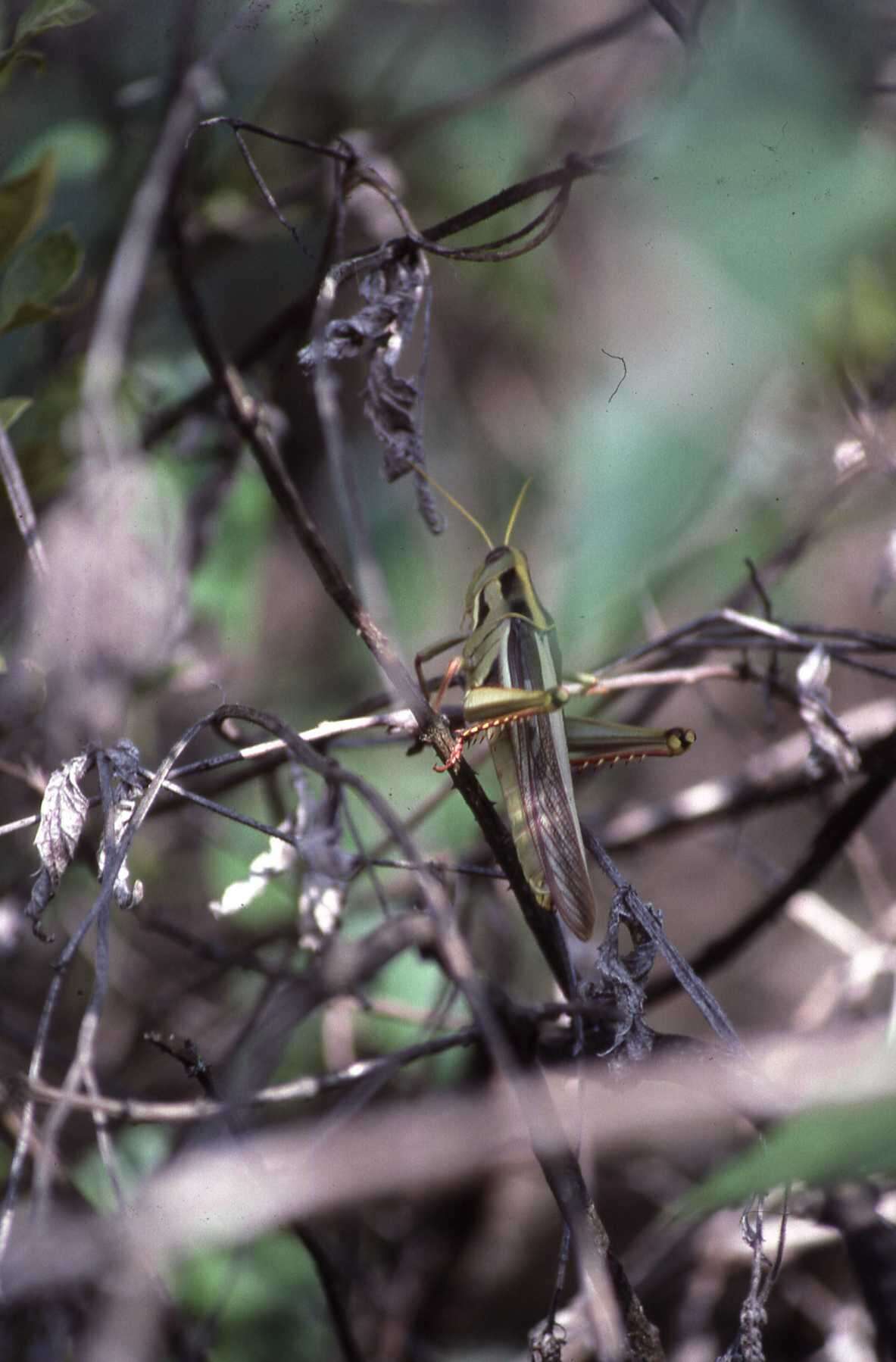 Image of Cyrtacanthacris aeruginosa (Stoll & C. 1813)