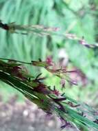 Image of Molinia caerulea subsp. caerulea