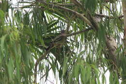 Image of Pink-necked Green Pigeon