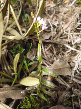 Image of Epidendrum fimbriatum Kunth