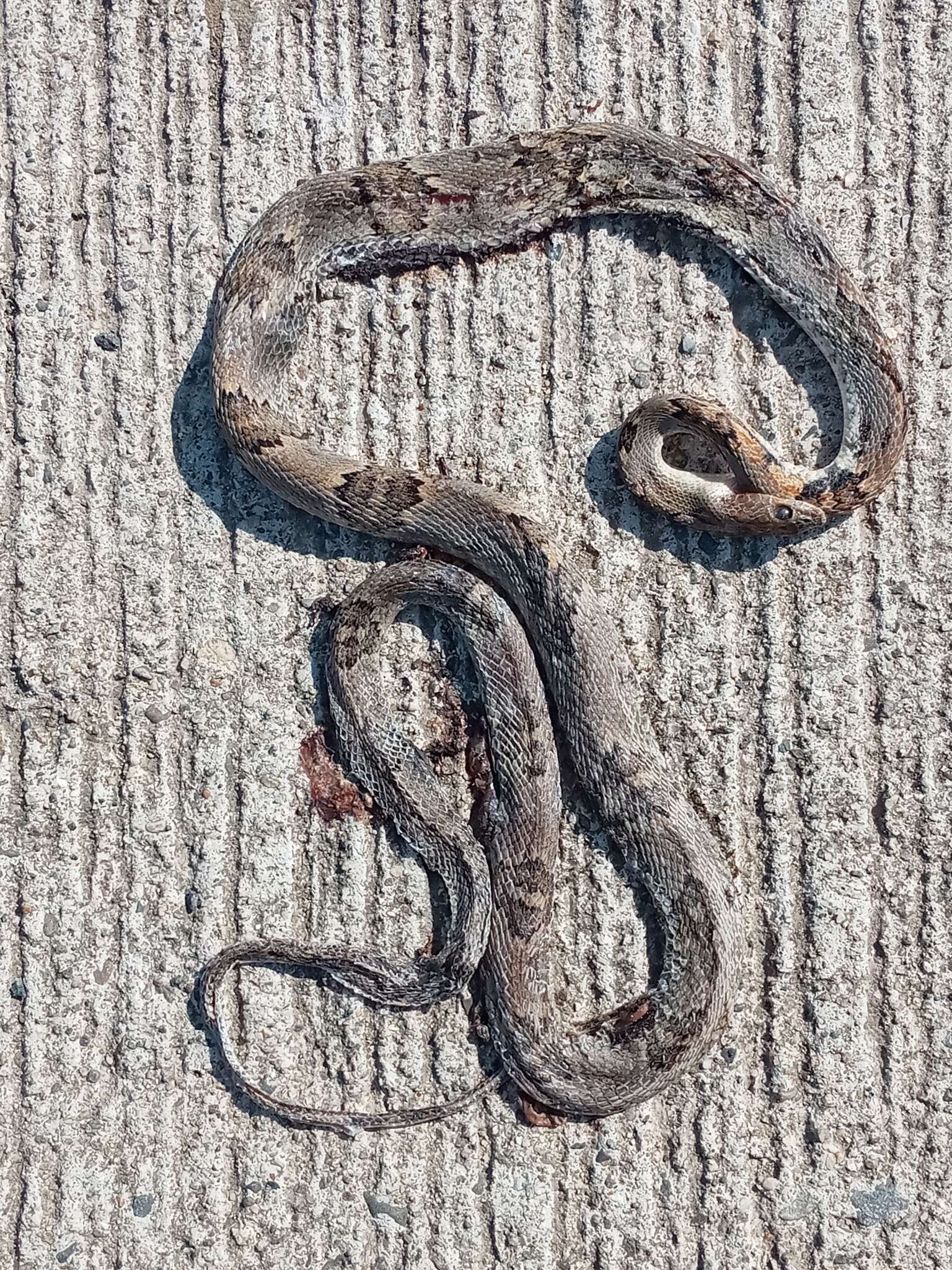 Image of Coastal Lyre Snake