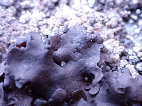 Image of Petalled Rock Tripe Lichen