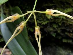 Image of Bulbophyllum macraei (Lindl.) Rchb. fil.