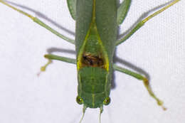 Image of California Angle-wing Katydid