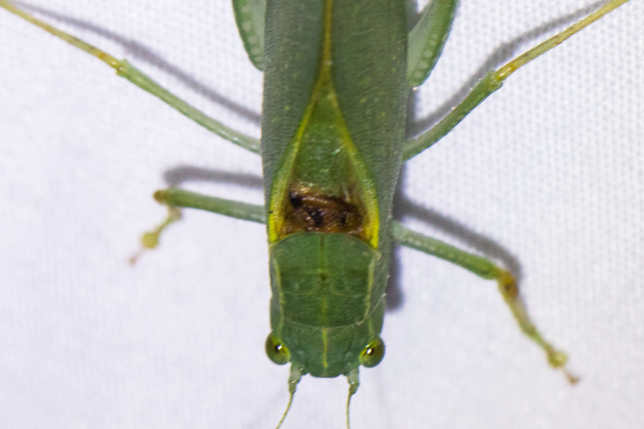 Image of California Angle-wing Katydid