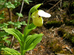 Image of Yellow Cypripedium