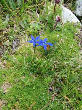 Image de Gentiana pumila subsp. pumila