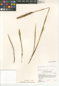 Image of creamy lady's tresses