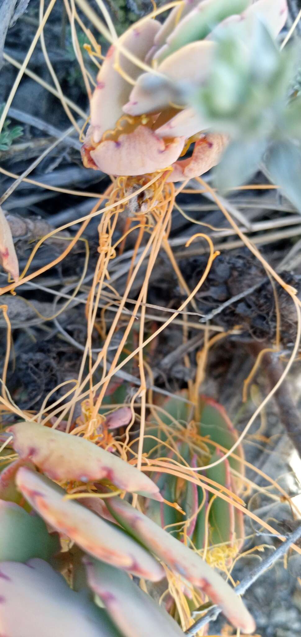 Image of Cuscuta stenolepis Engelm.