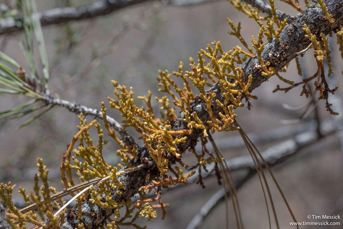 Image of western dwarf mistletoe