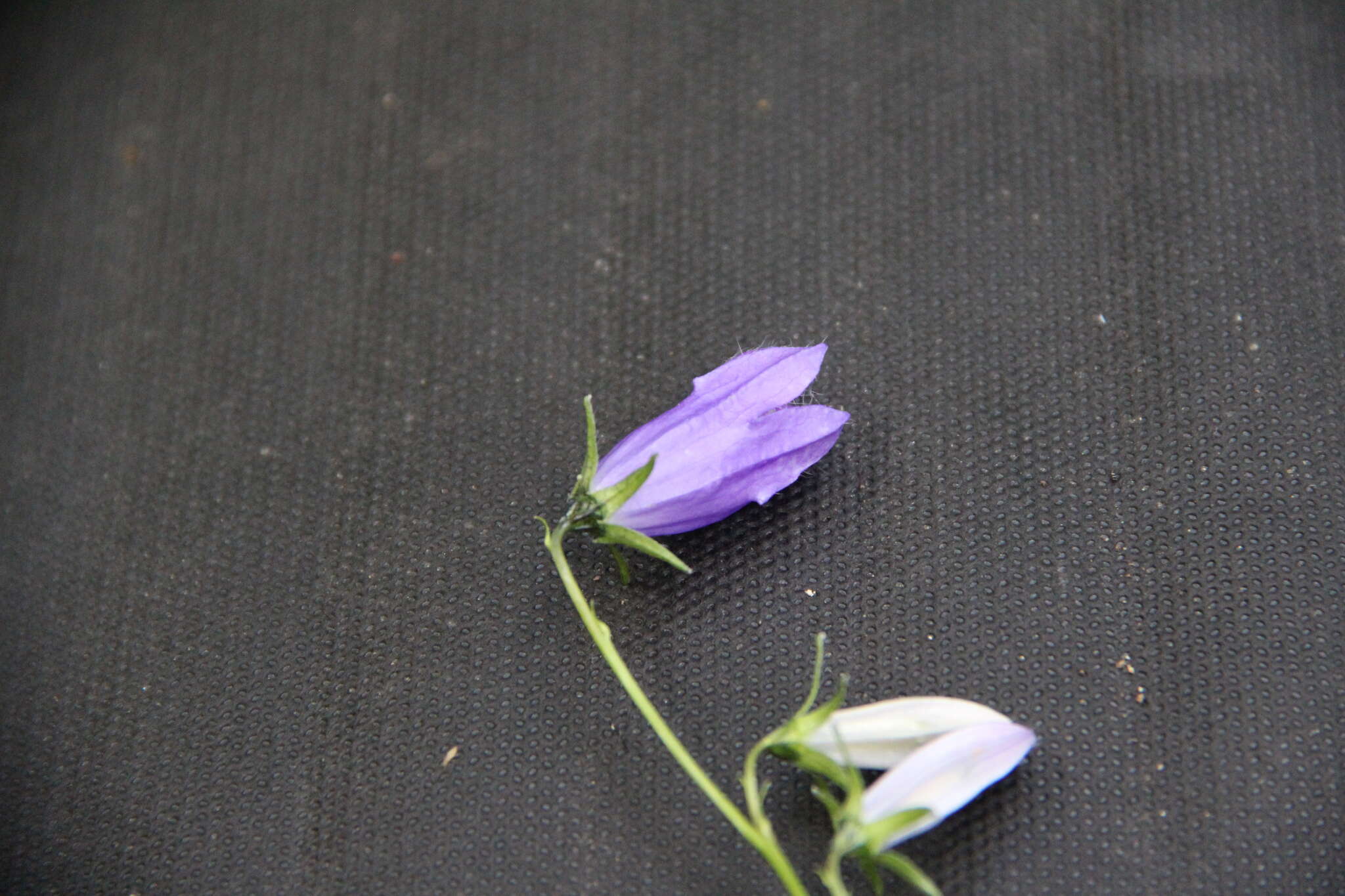 Image of Campanula collina Sims