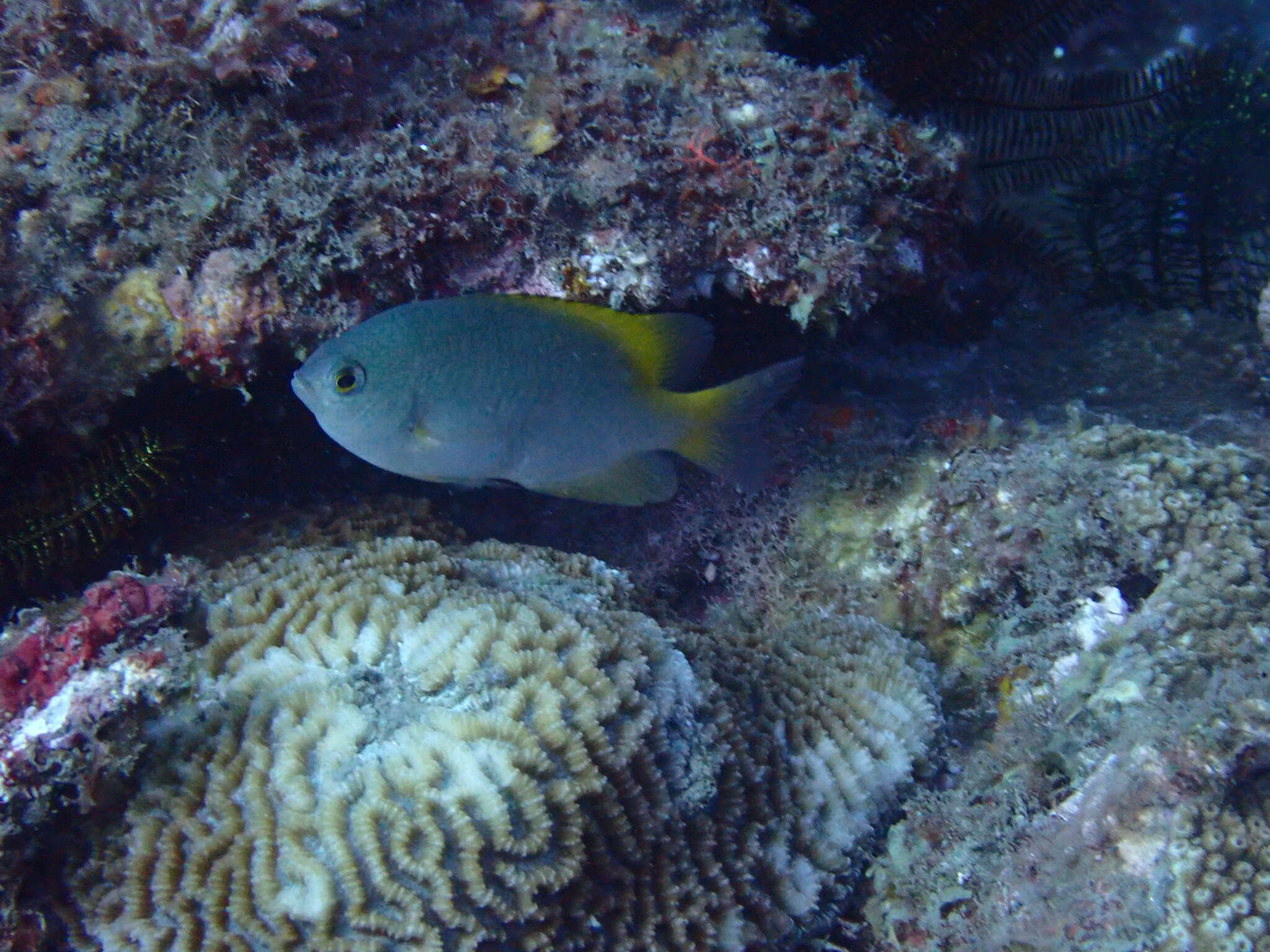 Image of Damselfish