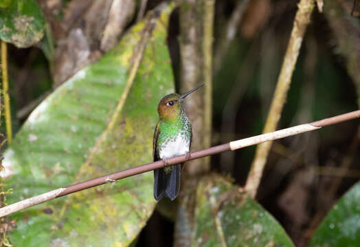 Image of pufflegs