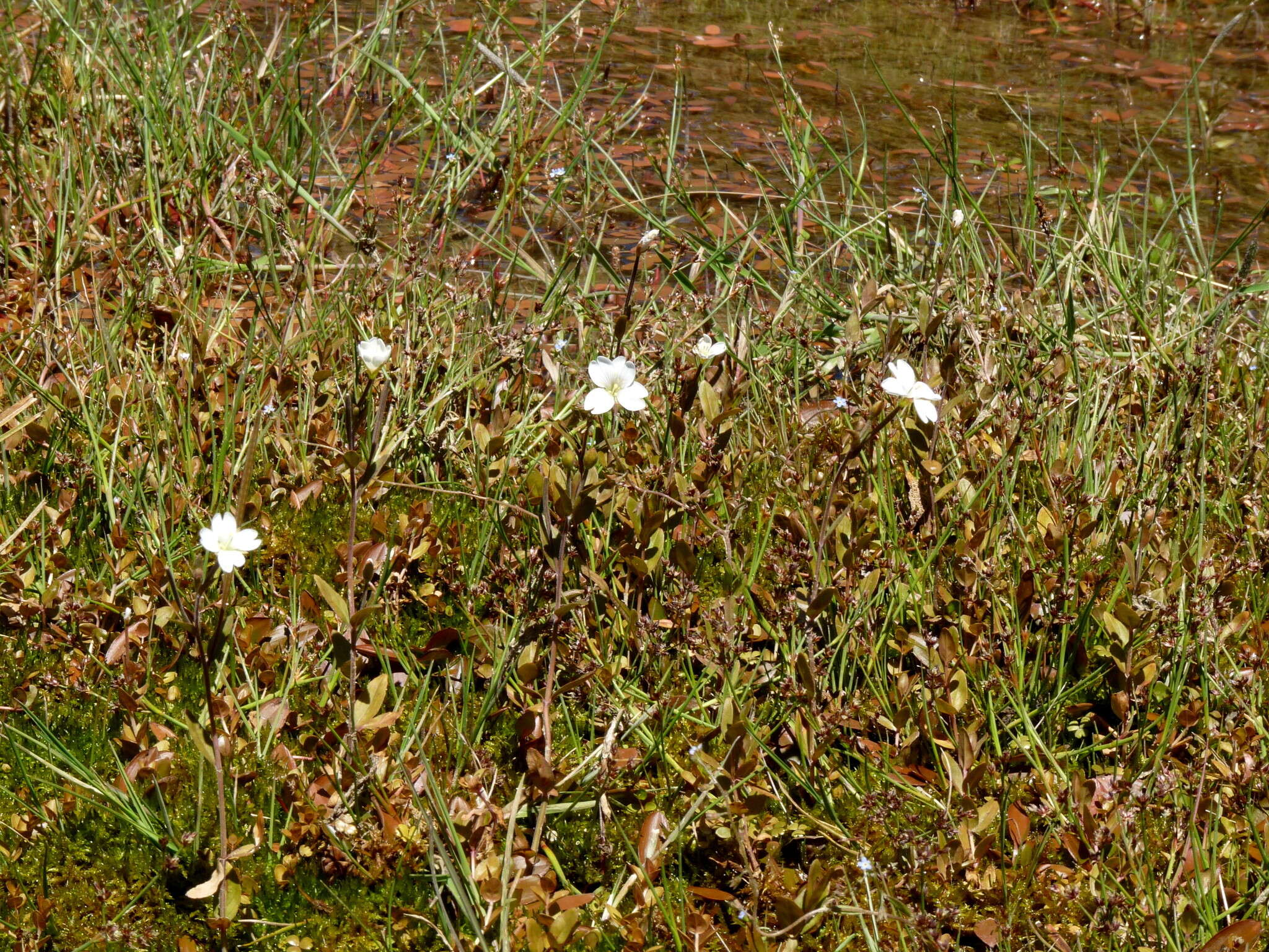 Image de Epilobium insulare Hausskn.