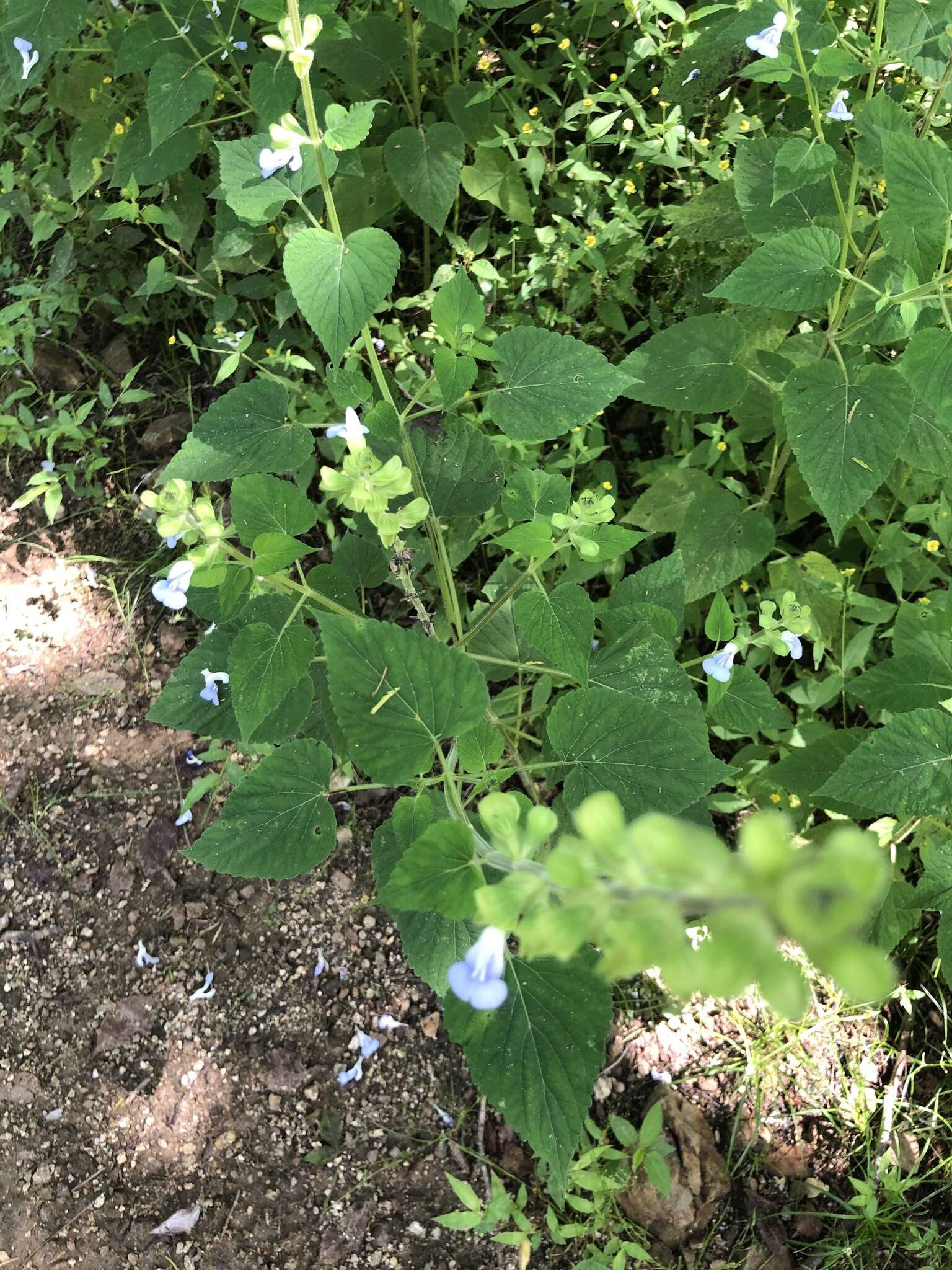 Image of Salvia herbacea Benth.