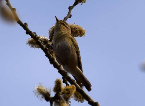 Image of Willow Warbler