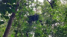 Image of Tapanuli orangutan