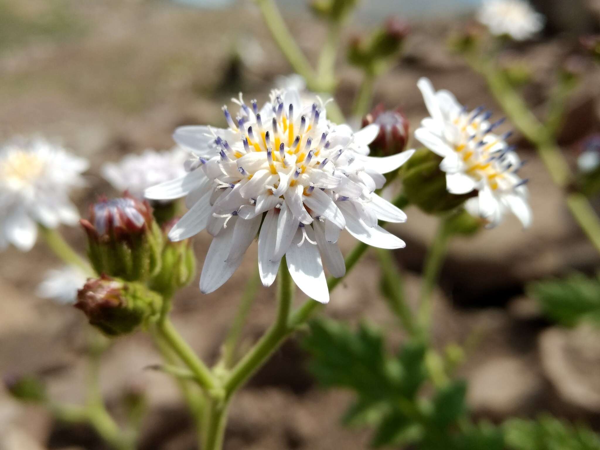 Leucheria runcinata Gill. & D. Don resmi