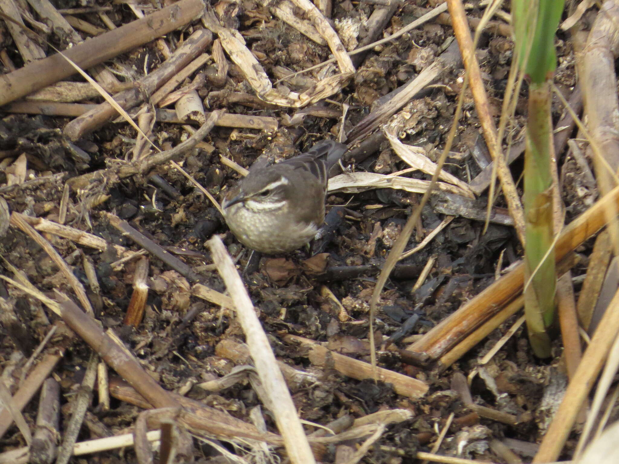 Image of Bar-winged cinclodes